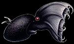 Le calamar vampire Vampyroteuthis infernalis