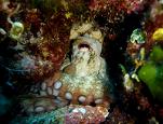 Une pieuvre tapie dans la rocaille sous-marine