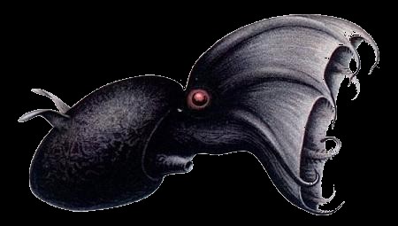 vampyroteuthys